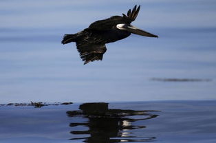 美国加州石油泄漏污染海面