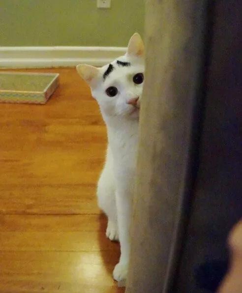 网友拍到两天生八字眉的猫,一副看起来很不开心的样子 囧