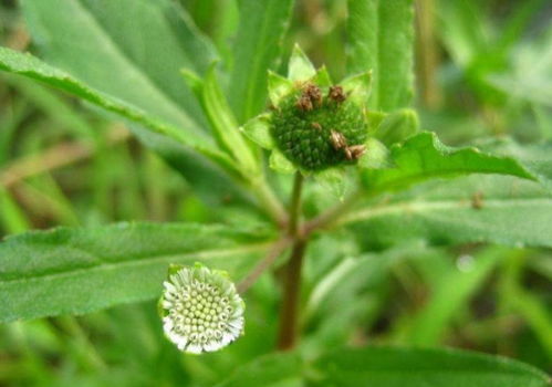 开小白花的草药图片 图片搜索