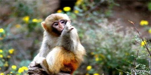 河南以 五龙 命名的景区 有400多只猕猴,你想与它们合影吗
