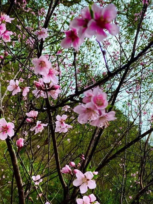 桃花是什么季节开的