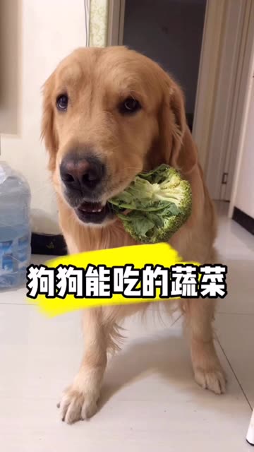 狗狗可以吃的蔬菜 