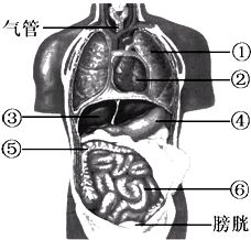 如图为人体内脏器官示意图.请把图中标号的器官名称填写在下列相对应的空格中 ① ,② ,③ ,④ ,⑤ ,⑥ . 题目和参考答案 精英家教网 