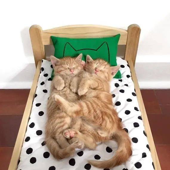 来看看猫咪的床照,太可爱了 
