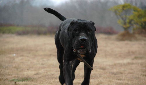 班道戈犬,集比特犬和纽波利顿犬的优点于一身,霸气与优雅并存