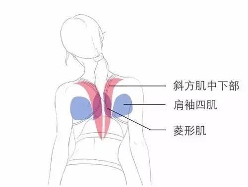 女生不可忽视的背部训练 女生如何练背 男女生练背侧重点各不同 