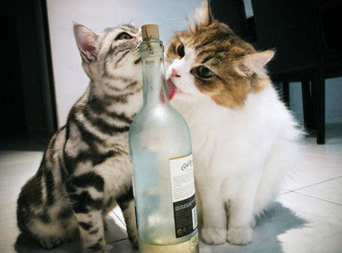 猫咪不能喝的5种水,不要让你的无知,伤了它