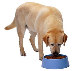 狗狗吃多了消化不良怎么办 养狗经验