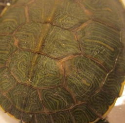 养龟专家们帮我看看 我的乌龟背怎么了 是要换壳了 还是生病了 