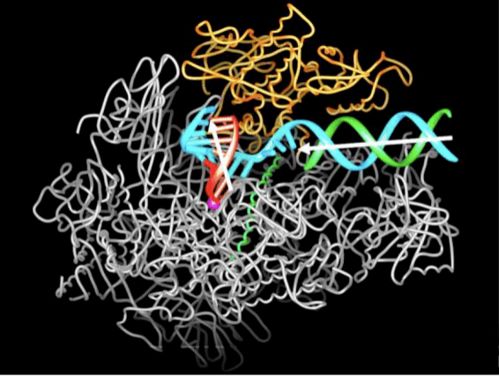 生命的转录 从DNA到RNA