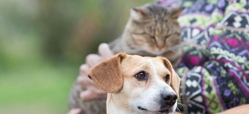 猫和狗共同生活的一些技巧分享