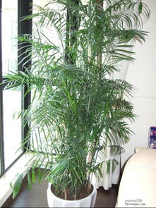 适合客厅养的绿植有哪些,2021客厅十大绿植 竹？