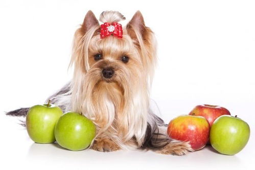 一天一苹果,医生远离我,喂狗狗吃苹果能让宠物医生失业吗