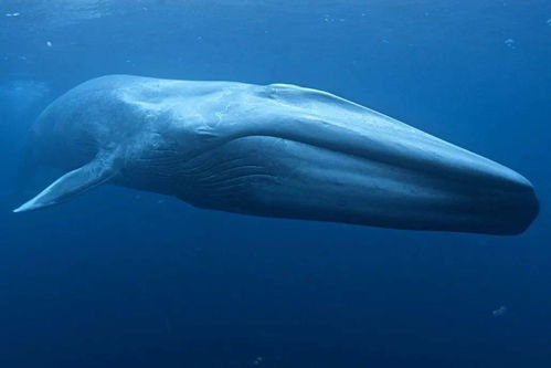 海洋科普 1460 鲸鱼的近亲竟然是河马