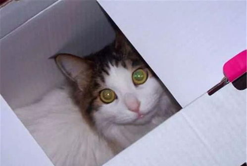 猫咪钻快递盒被寄走,逃家到千里之外,送回来后它的表情让人傻眼