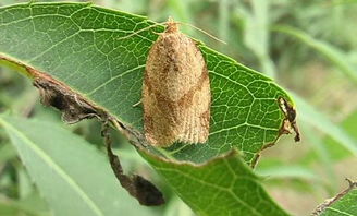 板栗透翅蛾的危害症状、原因及防治措施,板栗树生钻心虫怎么制