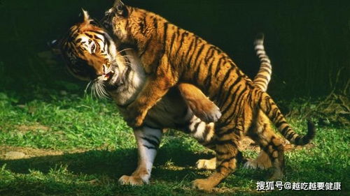 泰森如果在野外与狮子老虎相遇,能不能揍翻一只
