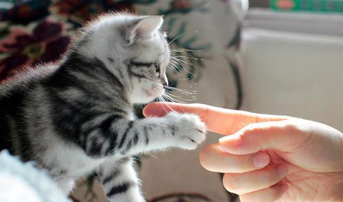 猫咪为什么总是喜欢舔人手脚 其实它想表达5个需求