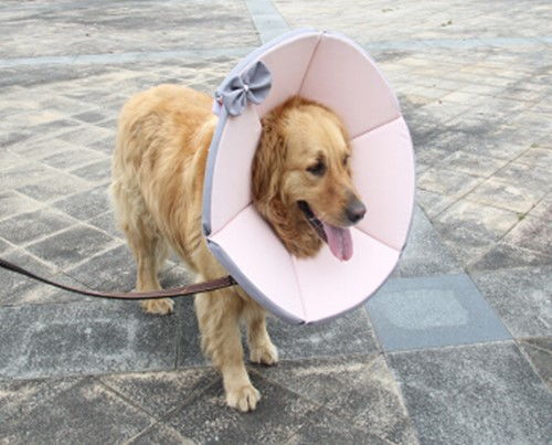 上海艾吉宠物医院连锁 狗狗的耳朵被咬出血的应对措施,铲屎官须知