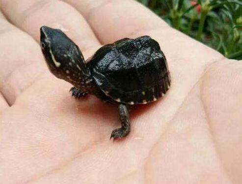 世界上最小的乌龟,迷你麝香龟体长2厘米 
