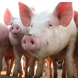 全国上下鼓励养猪 现在是个千载难逢的良机吗