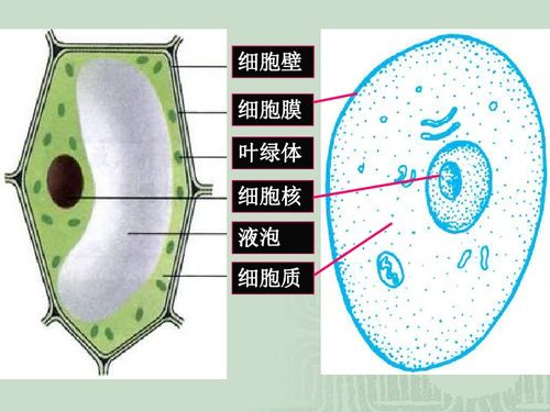 细胞 分裂生长分化