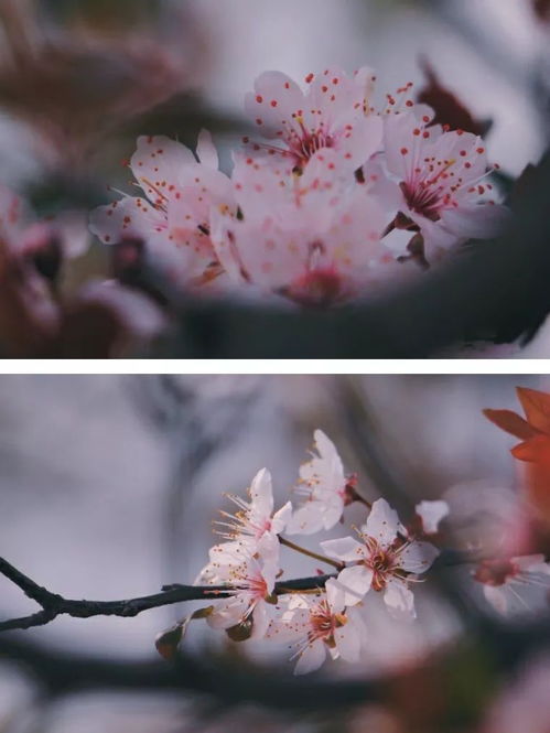 春分日 梦里的途上,有开满鲜花的树 