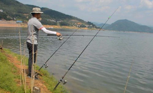 水库野钓攻略之逗钓,实施逗钓的钓组构成 要领 