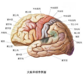 人类大脑只开发了 10 这鬼话骗了我这么多年 