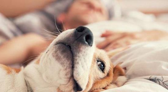 抱着狗狗睡觉很暖和,但是存在的问题可不少,这些事情一定要做到