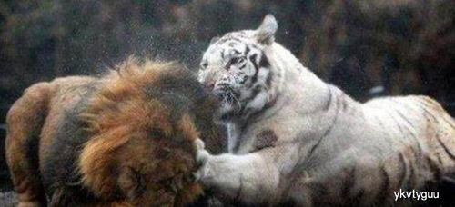 都是动物界的王者,老虎和狮子,究竟哪一个更强