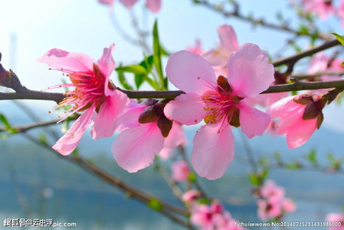 盘点2月生肖里的桃花王,羡慕嫉妒