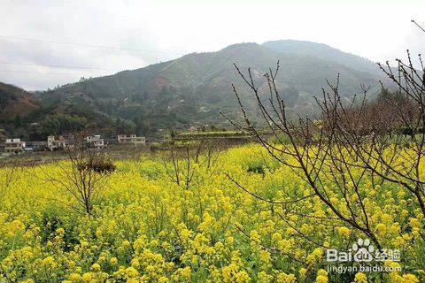 农家水果怎样打开销售渠道