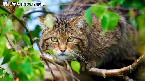 假如人类突然消失,猫和狗谁能活到最后 猫 你真当我只会卖萌