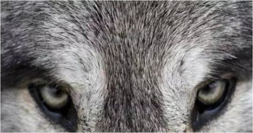 心理测试 第一眼哪只狼的眼神最凶猛 测你今生能否飞黄腾达