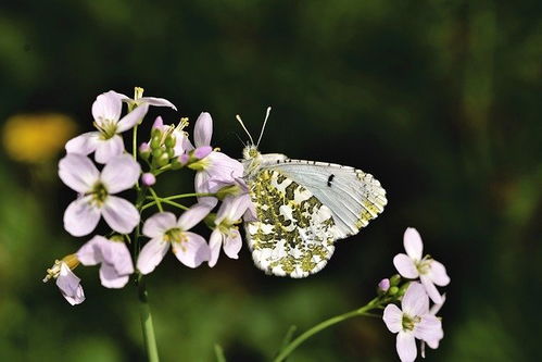 5月中旬,繁花似锦,款款深情,3星座邂逅旧爱,此生不负君心