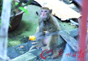 广州一猴子怀抱小猫穿梭旧居民区 疑遭人遗弃 