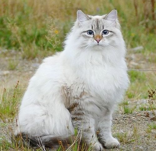 猫猫品种介绍图鉴8期 西伯利亚森林猫