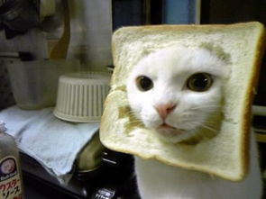 猫可不可以吃面包和蛋糕 猫能吃面包蛋糕什么的吗 