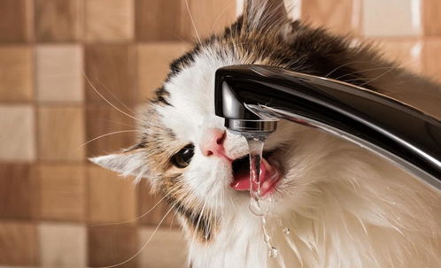怎样才能让猫咪正常喝水 运用这些方法来呵护它们的健康 进行 