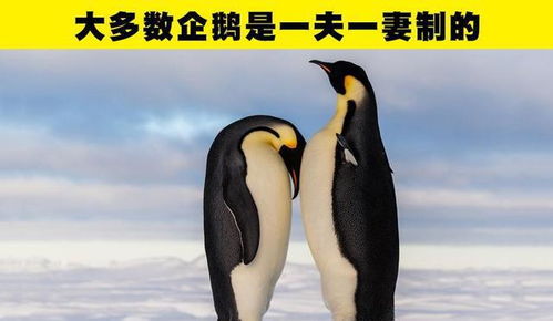 企鹅是一夫一妻制的 生物老师可能不会告诉你的8个有趣冷知识