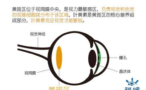 儿童近视需不需要吃叶黄素 叶黄素可以保护视力吗