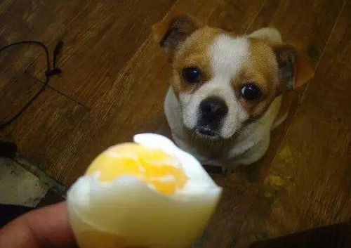 哪些情况下,优先考虑喂狗狗吃蛋黄呢