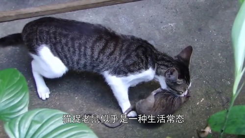 一只老鼠追着一只猫跑了半条街,现在的猫都这么弱的吗 