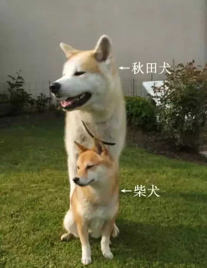 表情 秋田犬和柴犬是一种狗吗 表情 