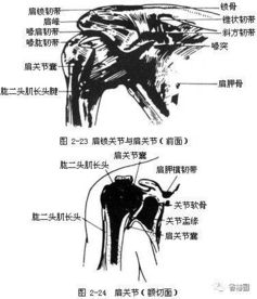 女身体各部位的名称 搜狗图片搜索