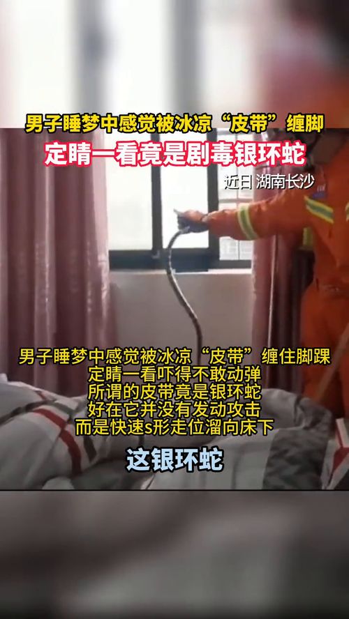 男子睡梦中被银环蛇缠脚误以为皮带 