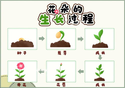 花的生长过程的六个阶段,花的生长过程的六个阶段