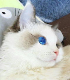 这是什么品种的猫,眼睛好特别 