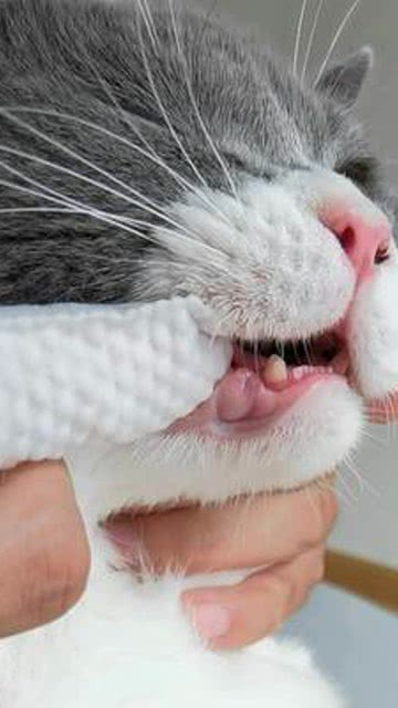 洗猫也是一种享受 洗猫 猫咪刷牙 